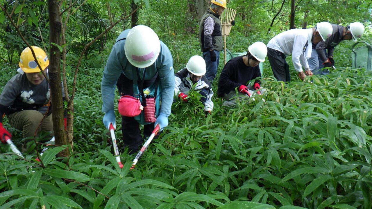 市街地に残るアカマツと名木の森を守ろう!(9/12開催)【東京ポイント対象】