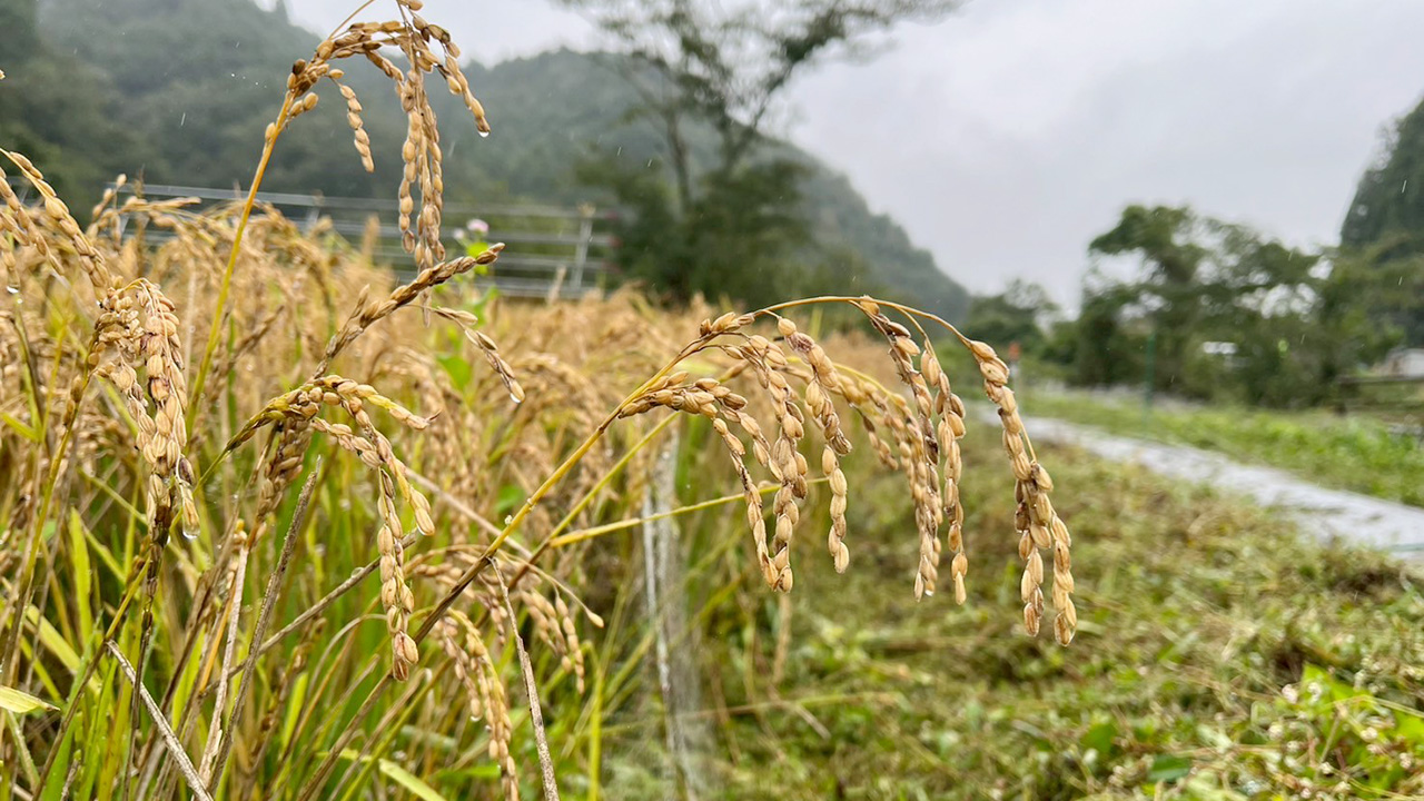 東京の里山で米作り体験！秋の実りを収穫しよう！（10/10開催）【東京ポイント対象】